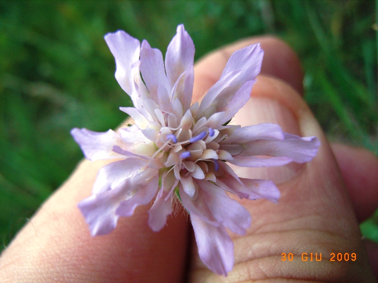 Scabiosa?